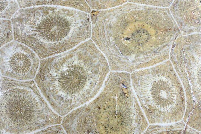 Polished Fossil Coral (Actinocyathus) - Morocco #84991